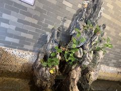 -粤点越有·茶点·粤菜(樵岭国际店)