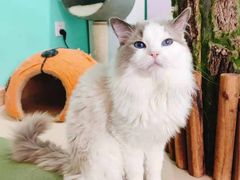 -猫在这儿猫咪咖啡馆·撸猫馆