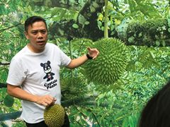 -都念榴莲·城市榴莲