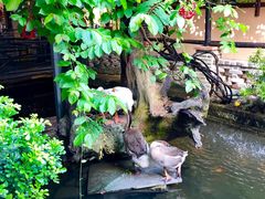 -优之名鹅城