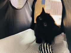 -柚子猫舍·精品猫舍购猫·猫咪认养·购宠·宠物店