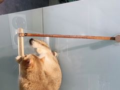 -共舞时光猫咖·狗咖(新街口店)