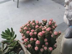 -千禧万福汉亭舫·船舫苏宴