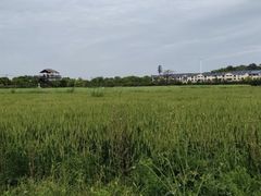 -苏州太湖西山岛开心农场