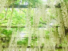 -嘉定紫藤园