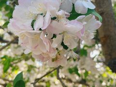 -海棠花溪(元大都城垣遗址公园)