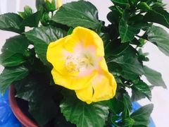 -平吉花卉市场