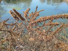 -梁鸿国家湿地公园