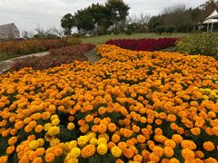-紫颐香薰山谷景区