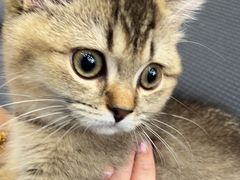 -创凡宠物医院·骨专科  猫科中心(西乡分院)