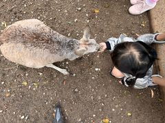 -可伦宾野生动物保护区