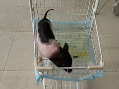 -怪兽屋·羊驼·猫咖·狗咖(俊华广场店)