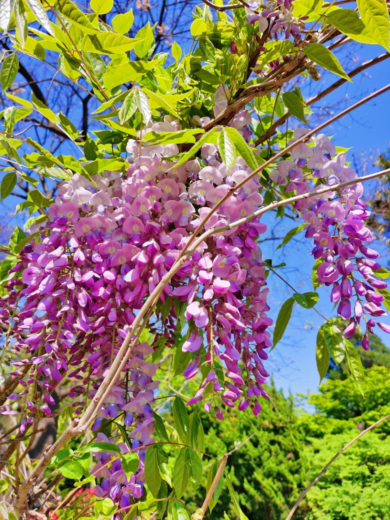 青岛百花苑图片