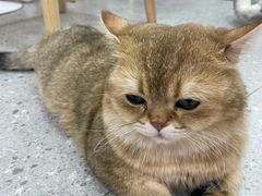 -有喵·猫咖·狗咖·30几只猫10只小狗(岗厦店)