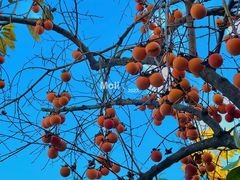 -吴作人艺术馆