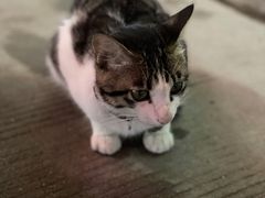 店里小猫咪-1218 GRILL 主厨