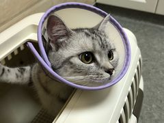 -安安宠医·安宠宠物医院