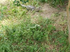 -中国扬子鳄村
