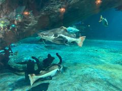 -华夏文旅海洋公园