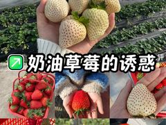 -喜杨洋草莓采摘园