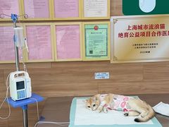 -爱侣宠医·鹦鹉专科·小型哺乳类·异宠专科(灵石路店)