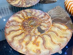 -青岛贝壳博物馆