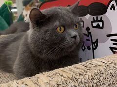 -COLOR PETS 撸猫馆·购猫·猫咖(长风大悦城店)