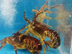 -港畔赶海蒸汽海鲜烧烤自助(仙螺岛店)