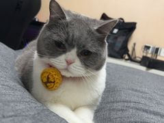 -佳雯宠物医院(四明中路分院)