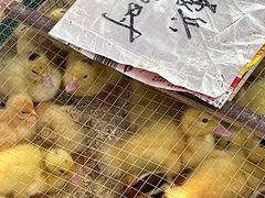-麻涌飞鸭开心农场