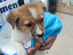 -美联众合动物医院(·中兽医·疑难杂症·严家桥分院)