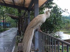 -东部华侨城