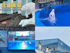 -海合安成都极地海洋公园