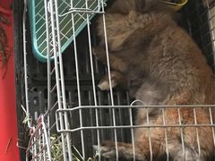 -雨林宠物医院 非犬猫异宠专科