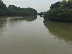 -大湾区中央湿地公园