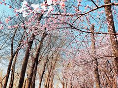 -桃花堤公园