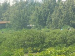 -北海金海湾红树林生态旅游区