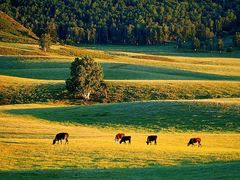 -塞罕坝国家级自然保护区