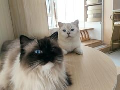 -鼓捣猫呢主题猫咖店
