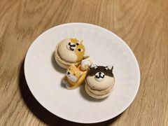 -柴务处·柴犬主题狗咖