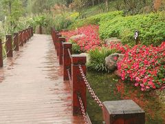 -重庆彩云湖湿地公园