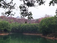 -红花湖景区