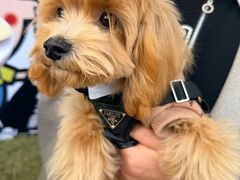 -上海神旺大酒店