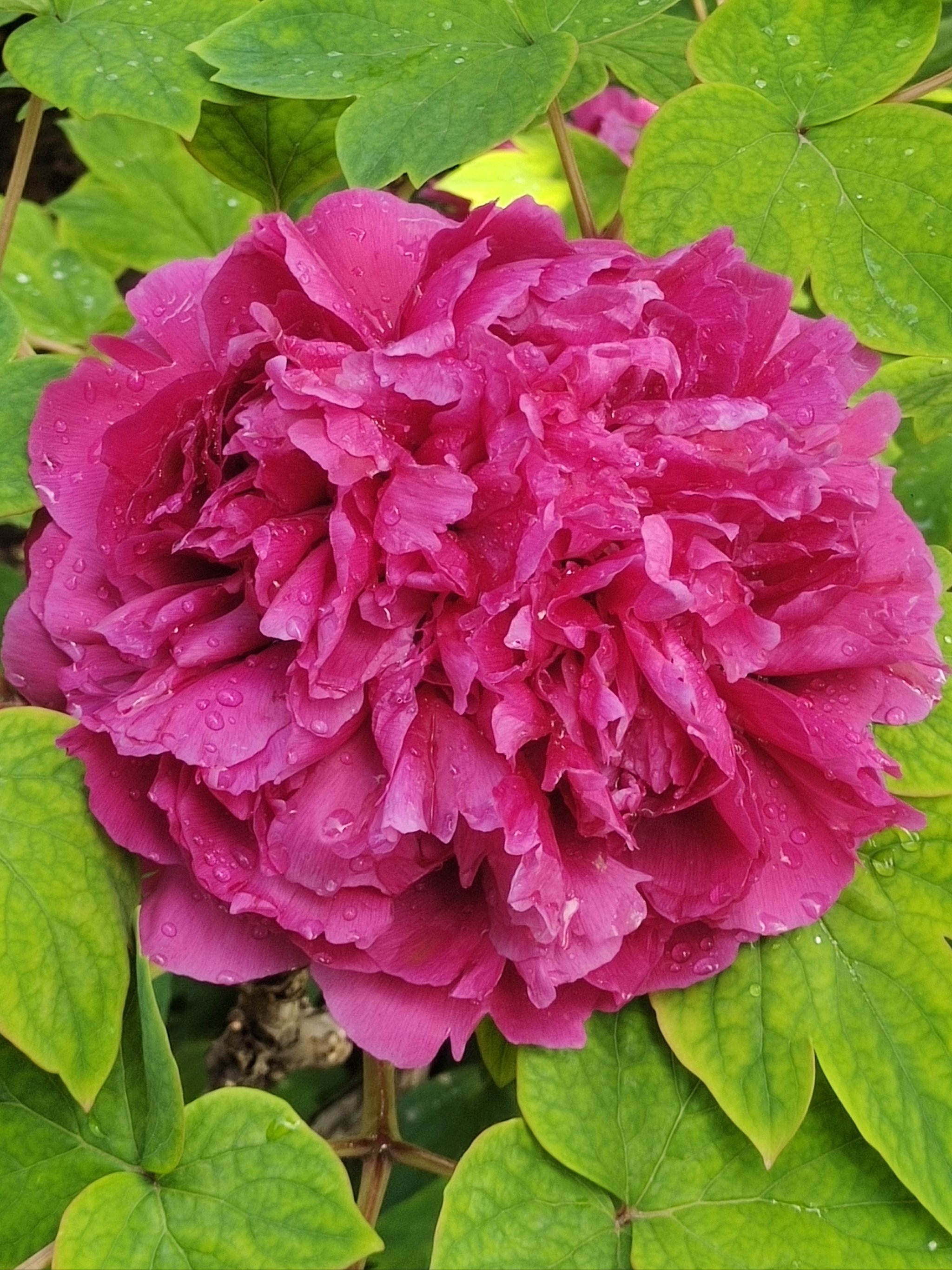 谷雨花牡丹