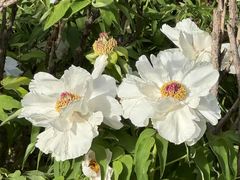 -洛阳市隋唐城遗址植物园