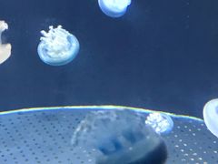 -新加坡海洋生态馆