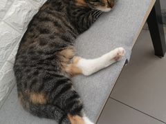 -平行世界·猫咖(首经贸店)