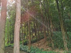 -火炉山森林公园