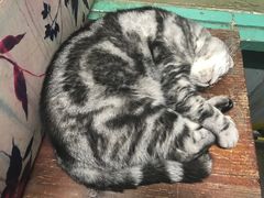 -猫咪博物馆(顶澳仔猫街店)