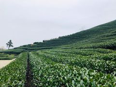 -龙坞茶村